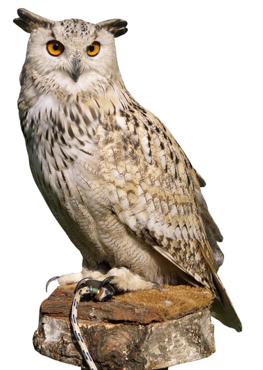 PNG images: Owl