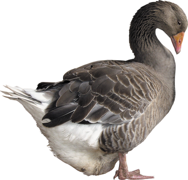 Duck PNG images