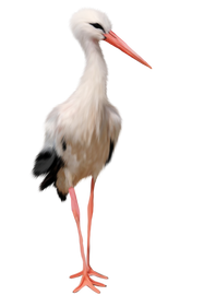 Stork free transparent images
