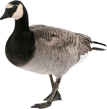 transparent grey goose logo transparent grey goose logo