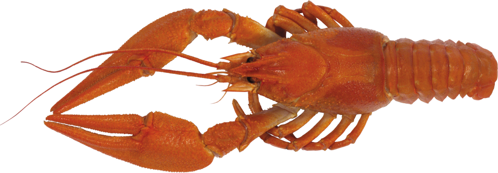 Free lobster png images.