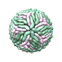 dengue-1186411__340.png