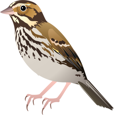Sparrow free transparent images