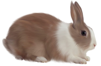Free rabbit png images.