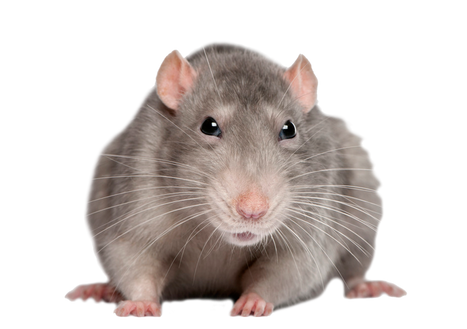 Free mice & rats png images.