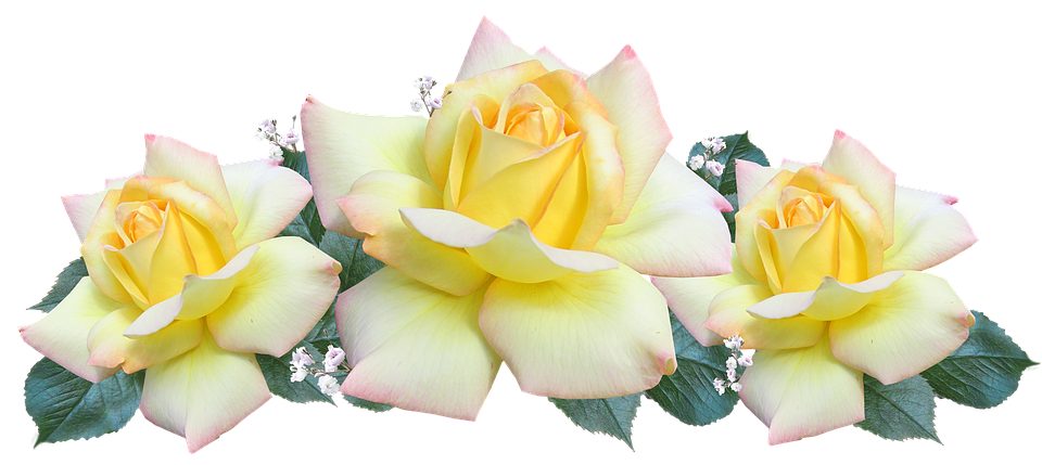 PNG images | Flower Collection