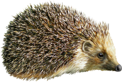 Hedgehog PNGs