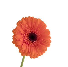 Dahlia (24).png
