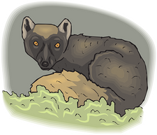 lemur-46409__340.png