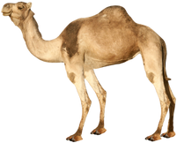 Camel PNG images