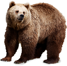 Bear PNG images