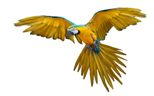 PNG images: Animals
