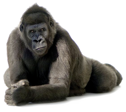 PNG images: Monkey
