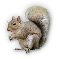 Free squirrel png images.