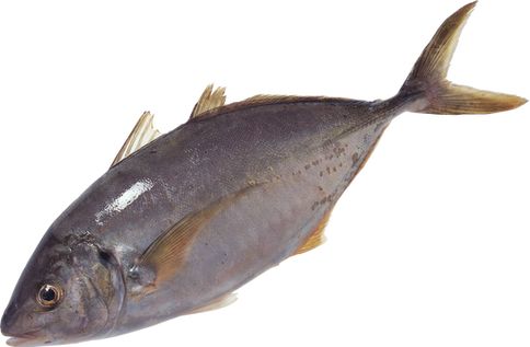 Fish PNG images