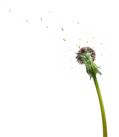 Dandelion, free pngs