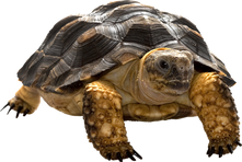 Turtle PNG images