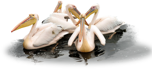 PNG images: Animals