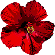 hibiscus-1603467__340.png