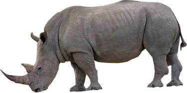 mpjl kofedqejm https www freepngs com rhino png