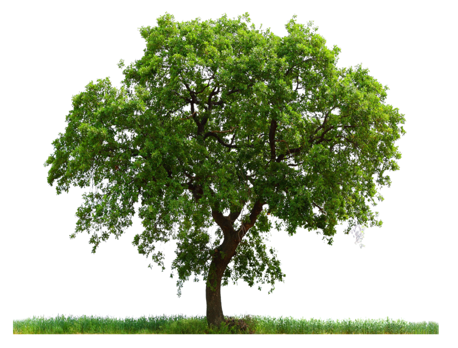 Tree PNG images | Trees