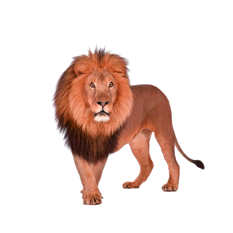 PNG images: Lion