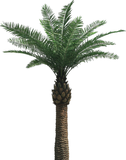 Palm tree, free PNGs