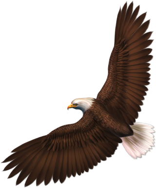 Eagle Png Images