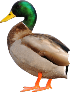 Free png duck images.
