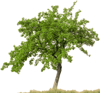Tree PNG images