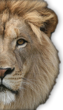 Lions head PNGs