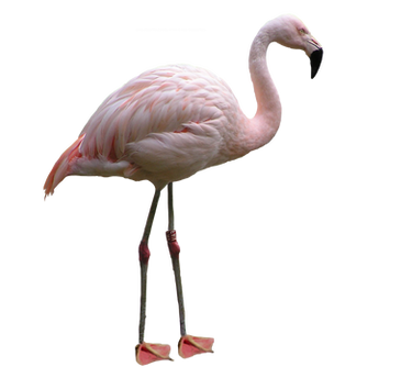 flamingo png images flamingo png images