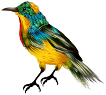 Bird PNG images