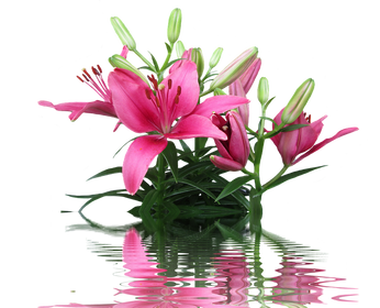 lily-2725756_960_720.png