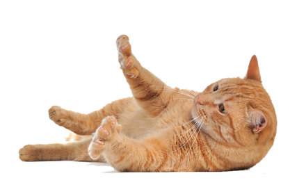 Free cat png images.