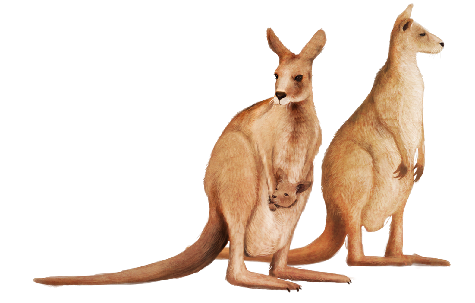 Картинки кенгуру на прозрачном фоне