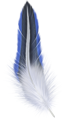 Free png feather images.