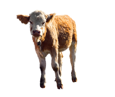 PNG images: cow