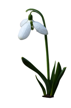 bell-white-2537909_960_720.png