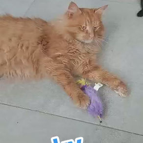 Katze