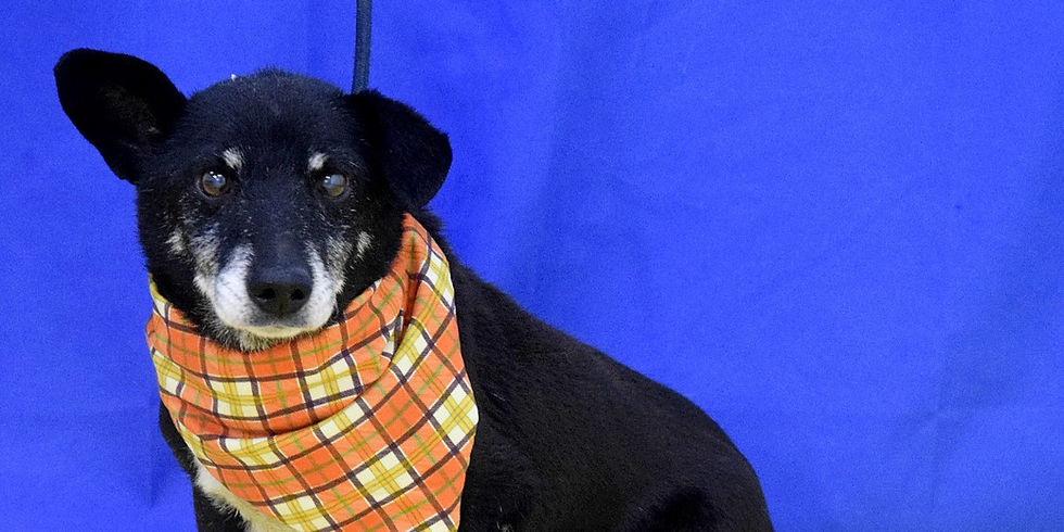 Patenschaft gesucht für LEOŠ