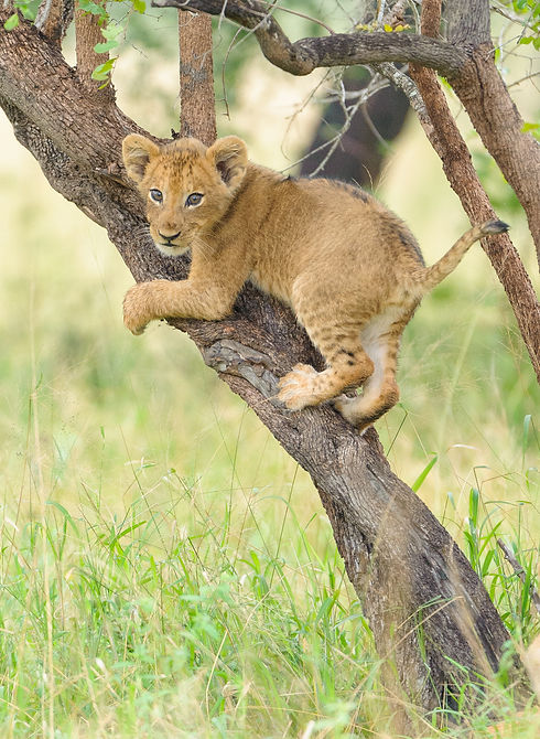 Predator