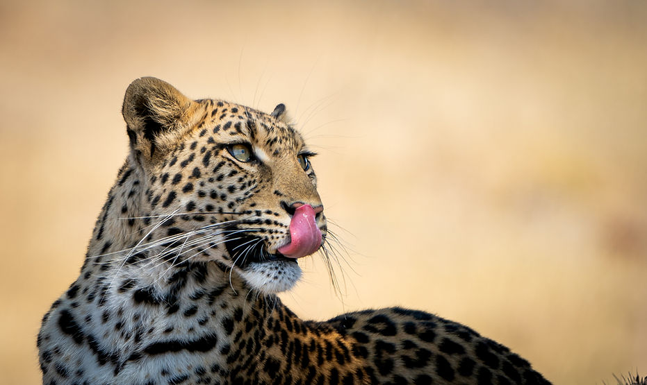 Leopard.jpg