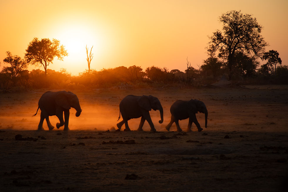 Elephants_sunset