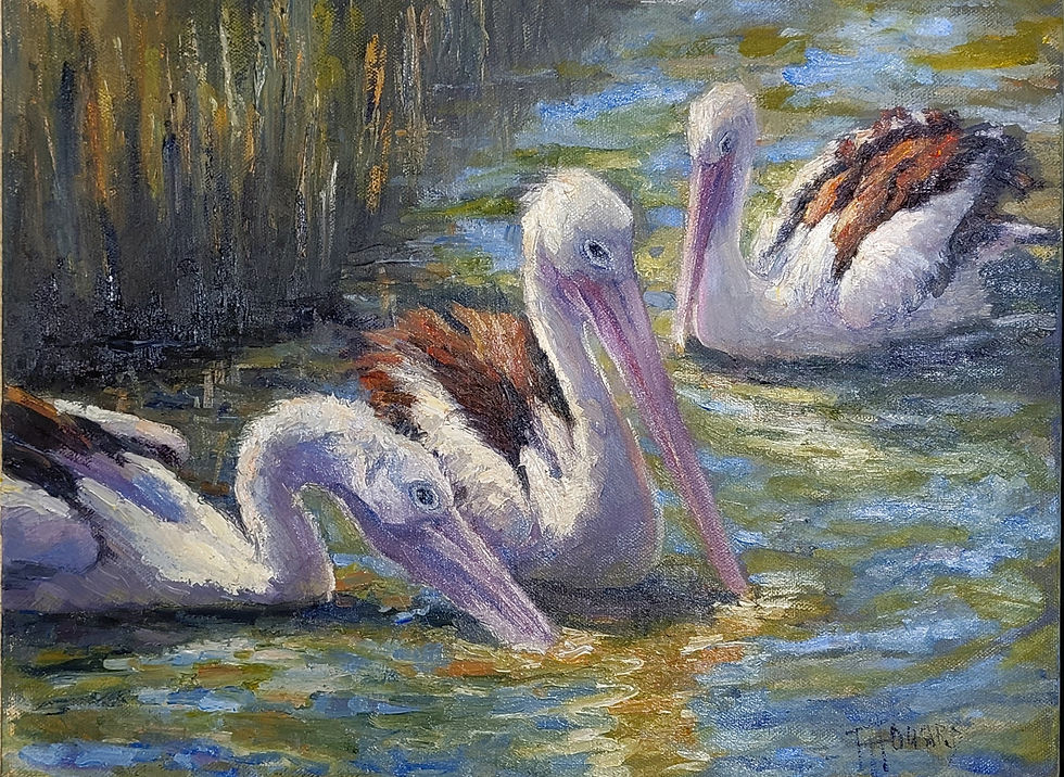 Pelicans On The Water