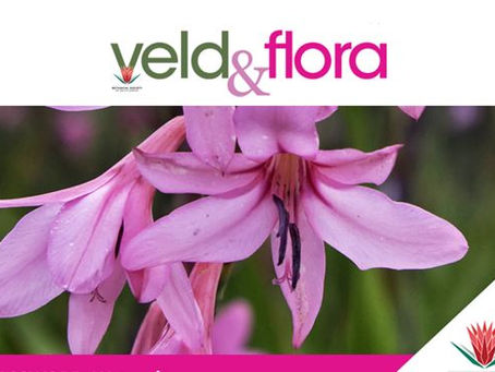 New botanical frontiers in Veld & Flora’s June 2022 issue – now available