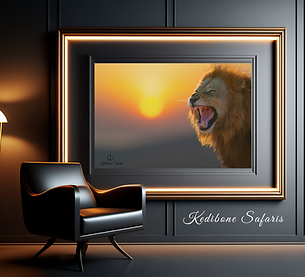 Lion print and framed