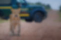 Lion cub infront of Kedibone Safari open safari vehicle on a game drive