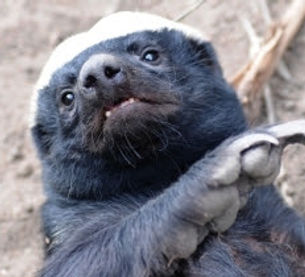 Stoffel the honey badger 