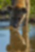 Spotted hyena taking a sip of water photo taken by Renata Ewald in Kruger